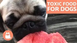 Food Dogs Can't Eat - Toxic and Forbidden Food