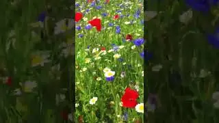 # A field you could ever dream full of colorful flowers.