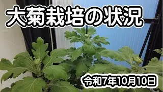 大菊栽培の状況（令和7年10月10日）