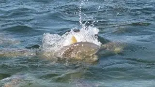 Red Drum Brood Stock Collection