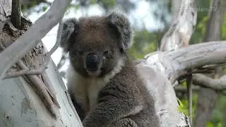 Bud the koala visits my backyard on Kangaroo Island