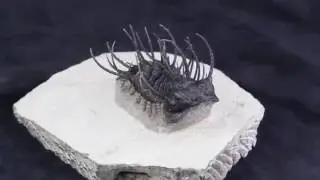 Large Spiny Koneprusia Trilobite Item #31046