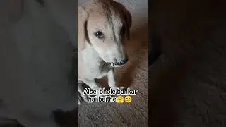 Bhola dog 🤗😊#shorts #youtubeshorts #doglover#pomeranianpuppy #feed#pets #cute#puppy#cutebaby #OD SAM