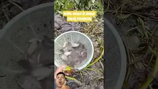 A mud puddle caught a lot of fish. It was amazing. #fishing #shorts #shortvideo #youtubeshorts #new