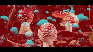 Francesca Lombardo - Rain (Official Music Video)