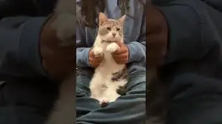 Spongebob dance trend! #dance #trend #shorts #viral #cute #cat #kitten #fyp #foryou