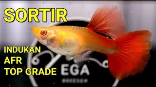 SORTIR CALON INDUKAN AFR SUPER PREMIUM