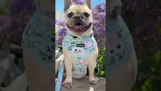 Spring/Summer Dog Style Accessories by Coco & Pud