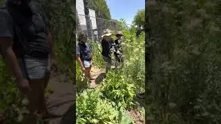 Insectary plants and food plants