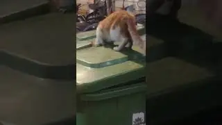 cat in hurry up 🥰 #youtuber #cat #shots #funny #love #trending#care #enjoy #muggy #lookee #wacky#yt