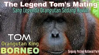 T0M's m4t1ng - Tom Kawin -🦧🦧🦧  Tanjung Puting National Park @orangutanhouseboattour6258