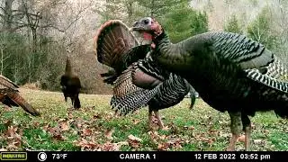 Turkeys up close