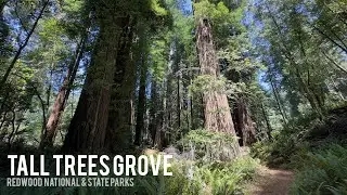 Tall Trees Grove in Redwood National & State Parks - VR180 3D 8K