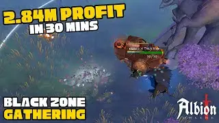 Huge Profit! Gathering 30/30 7.2 Hide | Black Zone Gathering | Albion Online