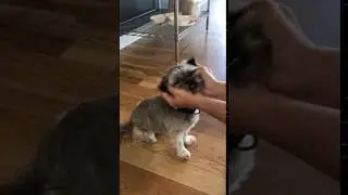 Rudy flappy ears