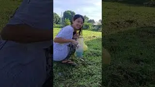 harvest kalunay or spinach