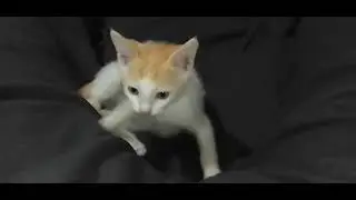 Try Not To Laugh or Grin While Watching Funny Animals Compilation #DevotedCat #lovelycat