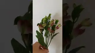 Where to buy Alstroemeria Flowers in Bernalillo