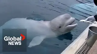 Ontario tells federal government to approve Marineland whale transfer to China, Nova Scotia