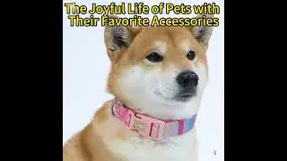 Why Every Dog Owner Should Print Pet cat dog Collars#petproducts #dogshorts #dogcollar #petcollar