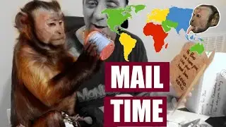 Capuchin Monkey Opens International Mail!
