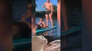 Subscribe 🔔 Chipy chipy chapa chapa 😂😃 Cat, cats, shorts, fail funny  #failfunny #shorts #fails