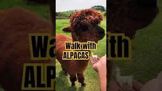 Off the road and to the Alpacas, do you know they were almostExtinct during Spanish invasion #alpaca