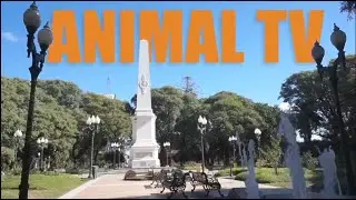 Fiesta Nacional de la Fiesta de la Playa de Rio 2026 - DIA 1 - AnimalFM
