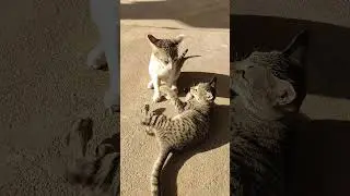 #kittenplay#playingkitten#