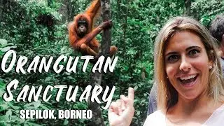 ORANGUTAN SANCTUARY in BORNEO MALAYSIA - Sepilok Rehabilitation Centre (STOP PALM OIL!!)