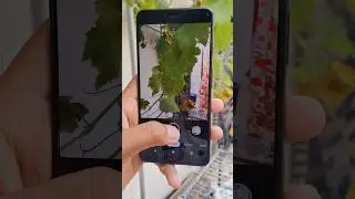 🔥Google Pixel 3XL Camera Test In 2023🖤 #shorts