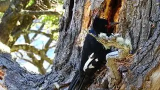 Campephilus magellanicus