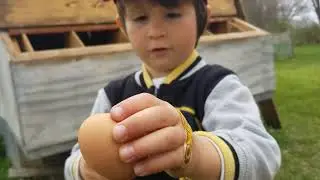 Baby Chick Hatching Day 2 - How to Select the Best Eggs for Hatching