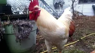 Maine coon kitten meets Isa Brown rooster.