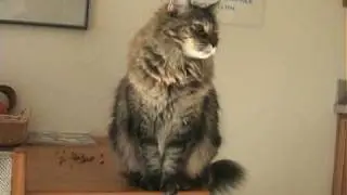 Peeps, the Cat, practicing for the 'Night of the Solstice'