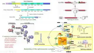 RNA poliadenilaci&oacute;n splicing capping spliceosome exon intron biolog&iacute;a molecular biology