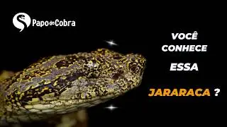 Jararaca listrada - Bothrops taeniatus | Papo de Cobra