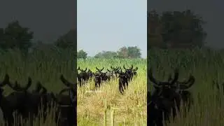 #cow #viral #bull #farming #farming #comedy #kankrej #animals #rabari #rabari#love #bullrace#rumani