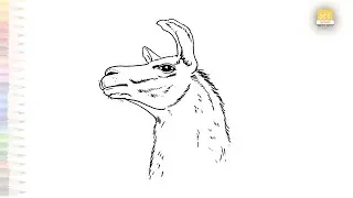 Llama head realistic drawings easy | Head drawing tutorials | How to draw A Llama step by step