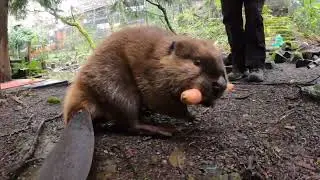 Busy Beaver Maple Celebrates Birthday With Juicy Carrot