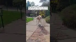 Typical 😂🤣😂 #shorts #barking #dogbarking #beagle #beagles #dogs #doglife #doglover #funnypets #funny