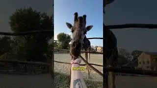 Why Do Giraffes Have Long Necks? Explained!
