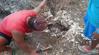 Serunya cari bahan bonsai ori di batu dari alam tuban