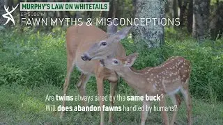 Fawn Myths & Misconceptions [Murphy's Law On Whitetails]