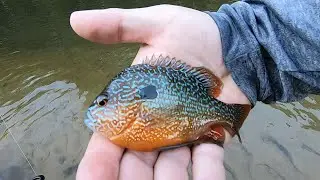 This small Indiana creek was loaded with fish! Indiana Creek Fishing Adventure!