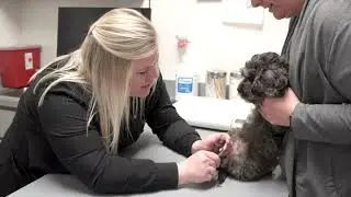 Davies Animal Hospital