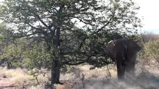 Namib desert elephant throwing dust on itself, June 2012