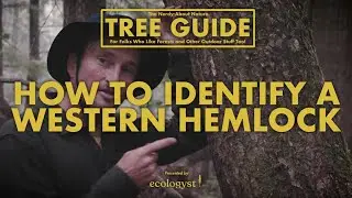 Тсуга западная &mdash; как её распознать! || Nerdy About Nature: руководство по деревьям