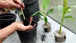 Musa Sikimensis, Musa Cheesmanii zasilaja kolekcję Banank&oacute;w