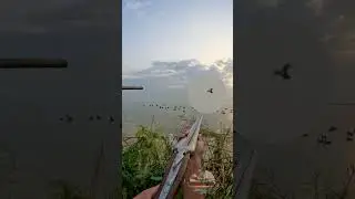 Decoy Play Worked Teal Duck in Range